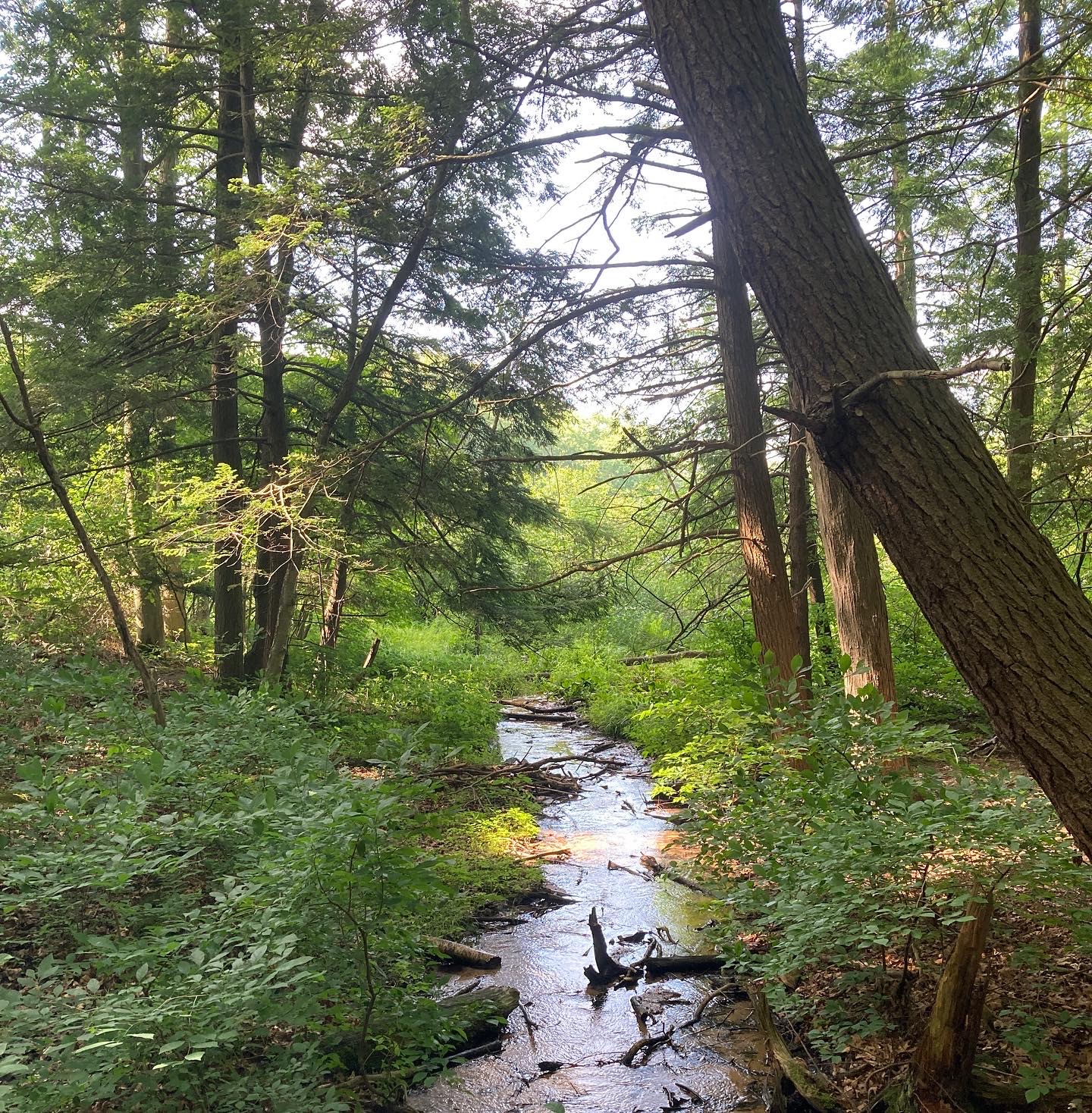 Parks Deserve Your Support